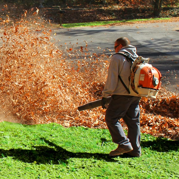 Leaf Removal example 3