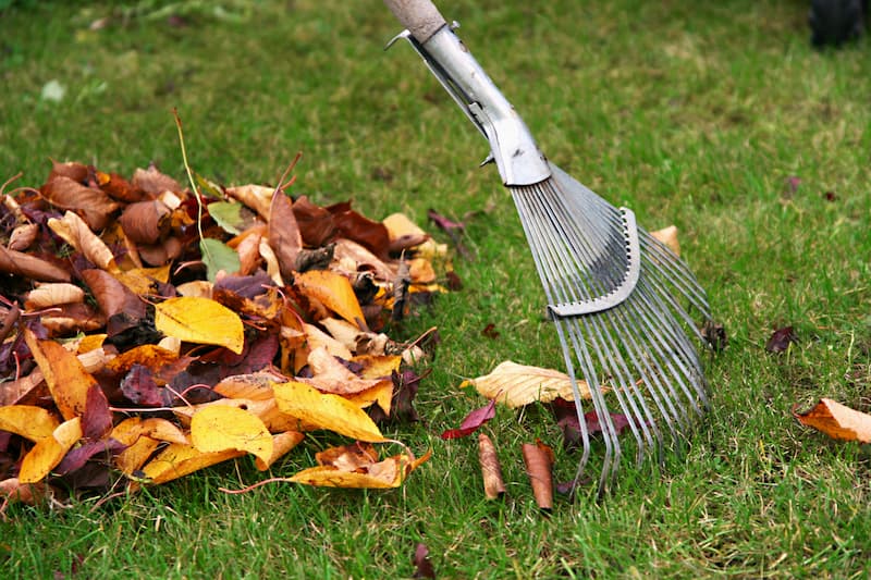 Leaf Removal example 4