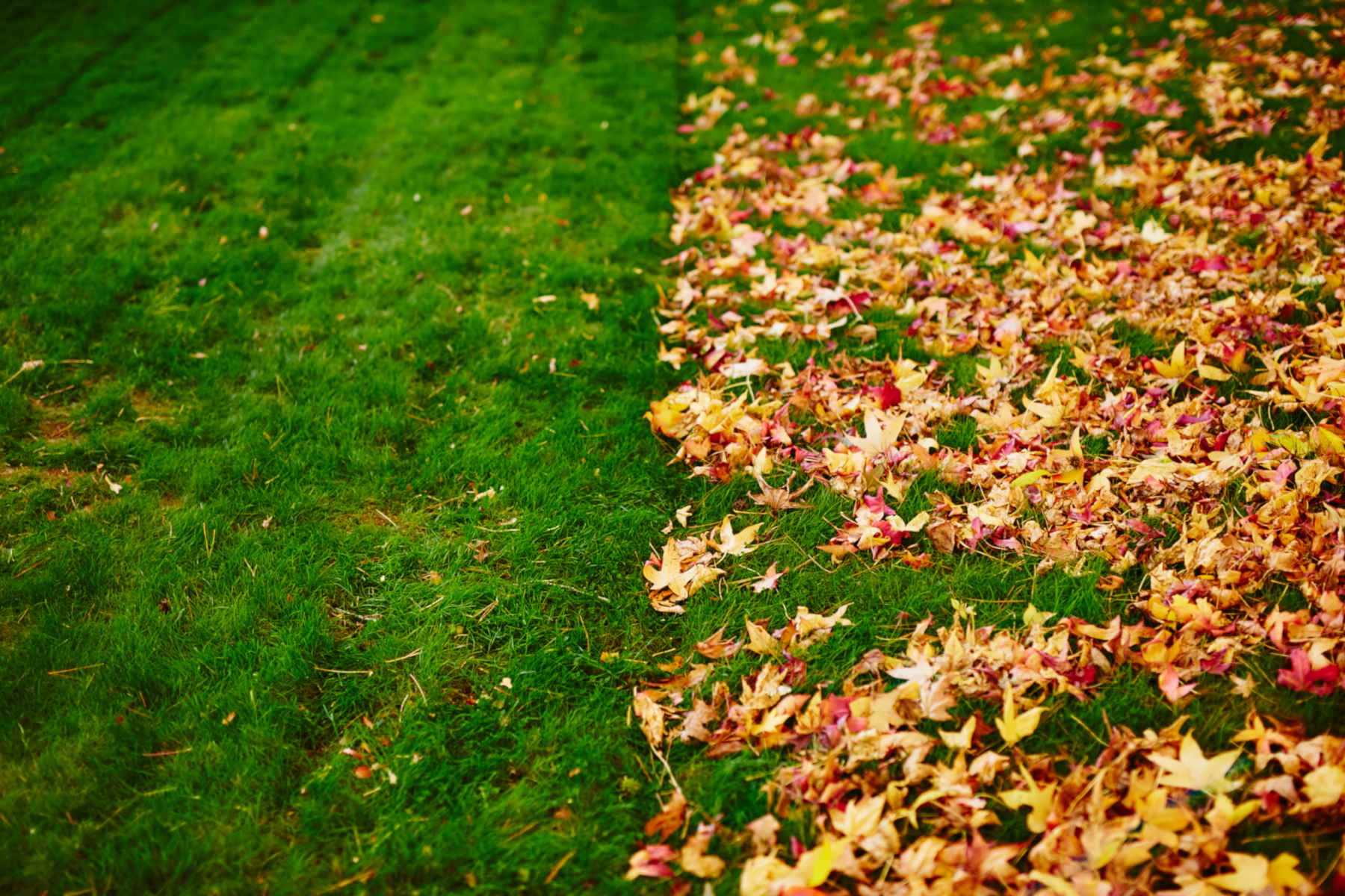 Leaf Removal example 5