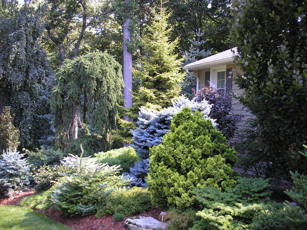 Tree & Shrub Planting example 1