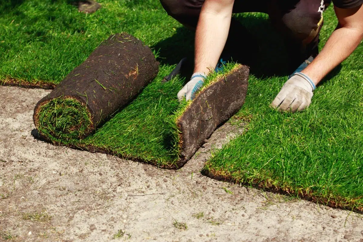Sod Installation example 4